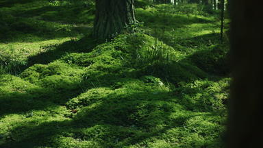场多汁的绿色<strong>草木</strong>明亮的绿色草覆盖地面